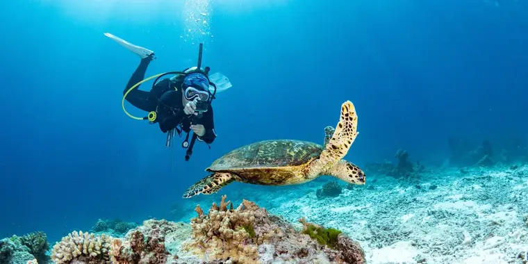 Scuba diver photographing a sea turtle over a coral reef in South Florida