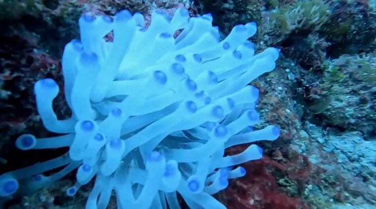 Blue-tipped sea anemone on a coral reef off Pompano Beach