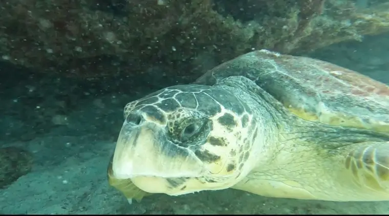 Sea turtle resting on a reef ledge during a dive off Pompano Beach