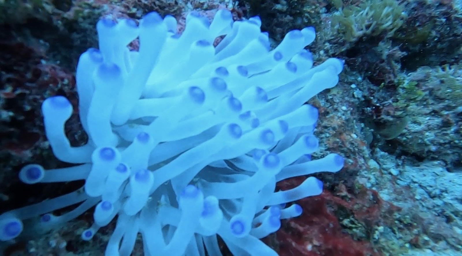 Blue-tipped sea anemone on a coral reef off Pompano Beach, seen while snorkeling with Lulu Boat Charter